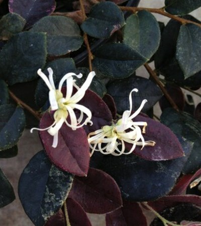 Fringe Flower Jazz Hands Night Moves®
